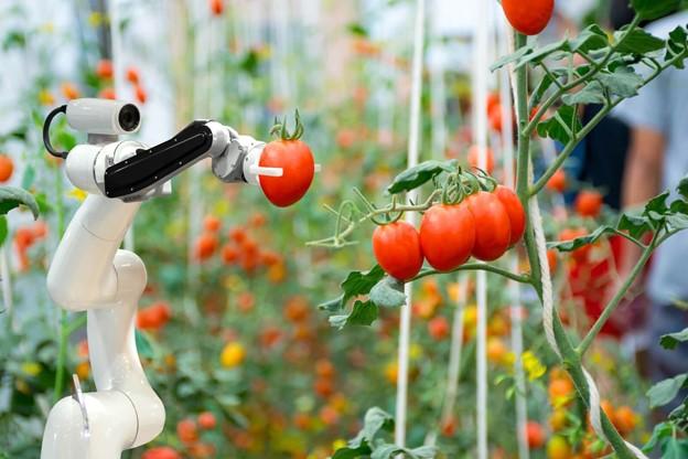 Sztuczna inteligencja a rolnictwo